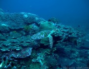 nusa-lembongan-bali-indonesia-diving-003