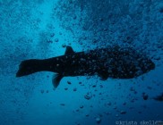 nusa-lembongan-bali-indonesia-diving-005