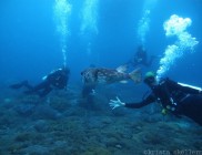 nusa-lembongan-bali-indonesia-diving-007