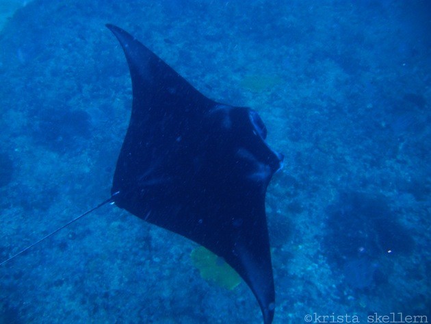 nusa-lembongan-bali-indonesia-diving-008
